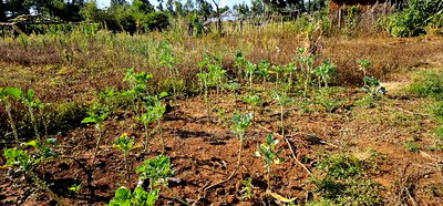 Prime Plot for Sale in Kapsoya Deligacy in Eldoret - Image 7