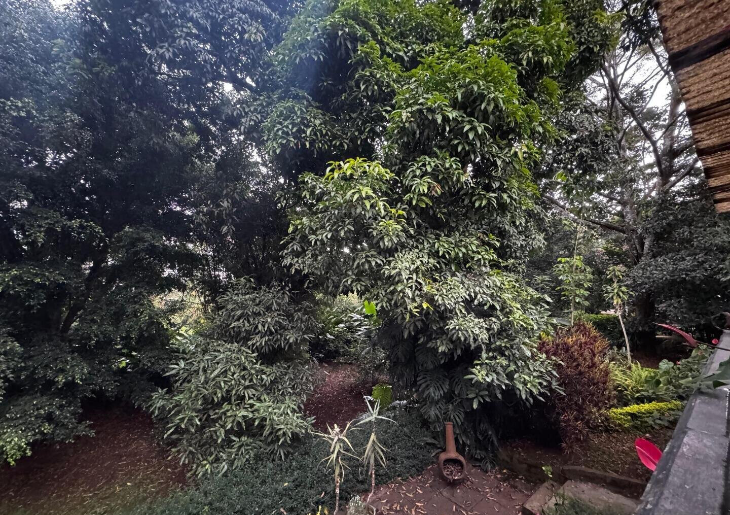 Half Acre Spring Valley Plot for KSh 100M