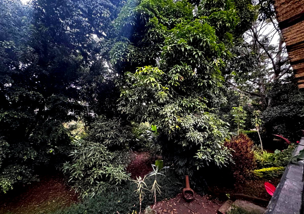 Half Acre Spring Valley Plot for KSh 100M