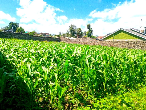 1/4 Acre Plot for Sale in Olive Inn Estate, Nakuru, Kiamunyi