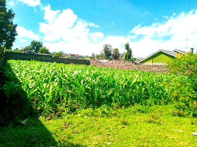 1/4 Acre Plot for Sale in Olive Inn Estate, Nakuru, Kiamunyi - Image 6