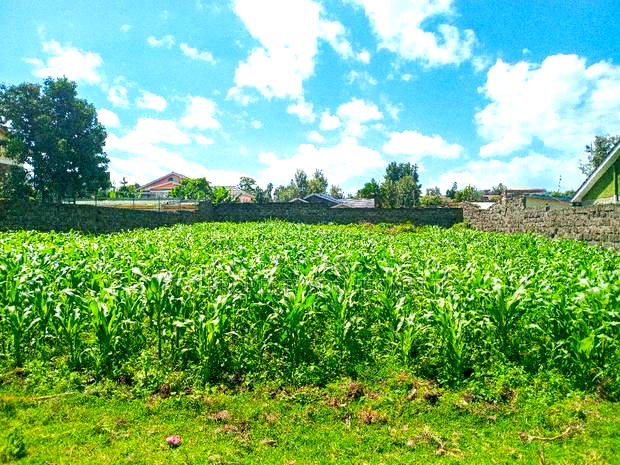 1/4 Acre Plot for Sale in Olive Inn Estate, Nakuru, Kiamunyi