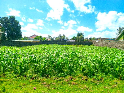 1/4 Acre Plot for Sale in Olive Inn Estate, Nakuru, Kiamunyi - Image 5