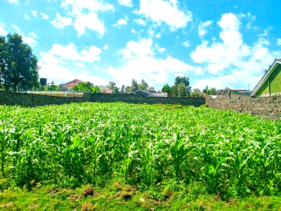 1/4 Acre Plot for Sale in Olive Inn Estate, Nakuru, Kiamunyi - Image 7