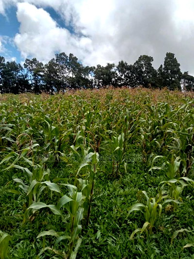 Land on Sale at Flyover Naivasha - Image 5