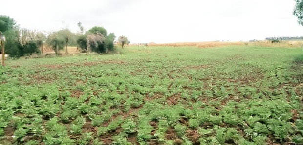 50*100 Plots for Sale at Sobea, Nakuru