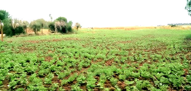 50*100 Plots for Sale at Sobea, Nakuru