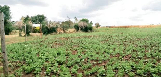 50*100 Plots for Sale at Sobea, Nakuru