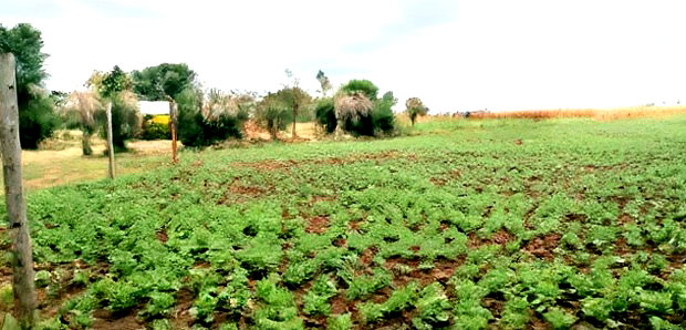 50*100 Plots for Sale at Sobea, Nakuru