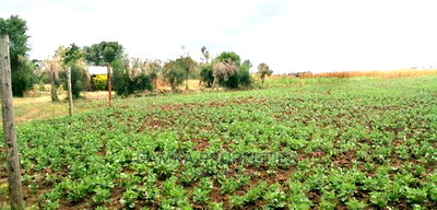 50*100 Plots for Sale at Sobea, Nakuru - Image 4