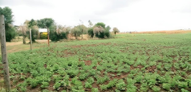 50*100 Plots for Sale at Sobea, Nakuru