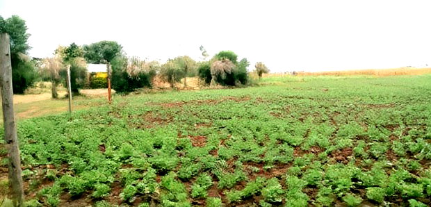50*100 Plots for Sale at Sobea, Nakuru