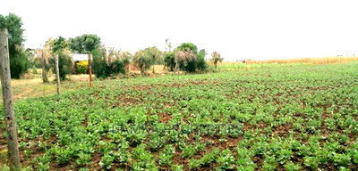 50*100 Plots for Sale at Sobea, Nakuru - Image 3