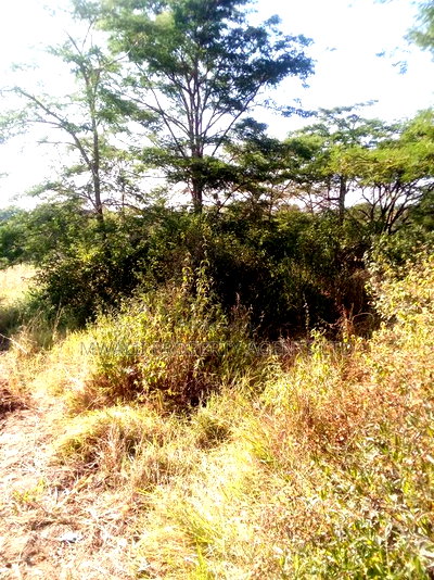 3.75 Acre FARM.MOSA - Image 2
