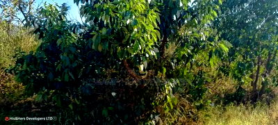1/4 Acre in Subukia at 2M With Title Deed - Image 3