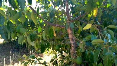 1/4 Acre in Subukia at 2M With Title Deed - Image 6