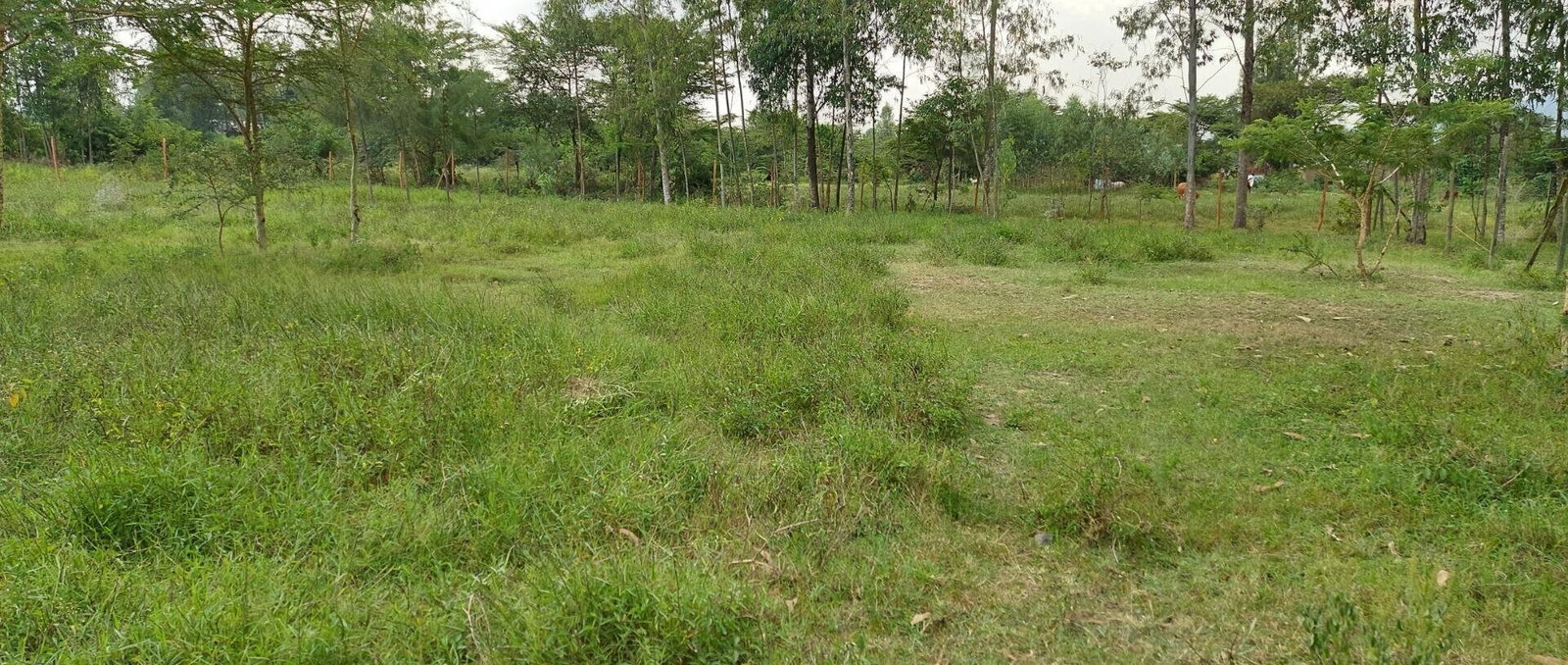 Garden Plot with Parking, KSh 2.9M