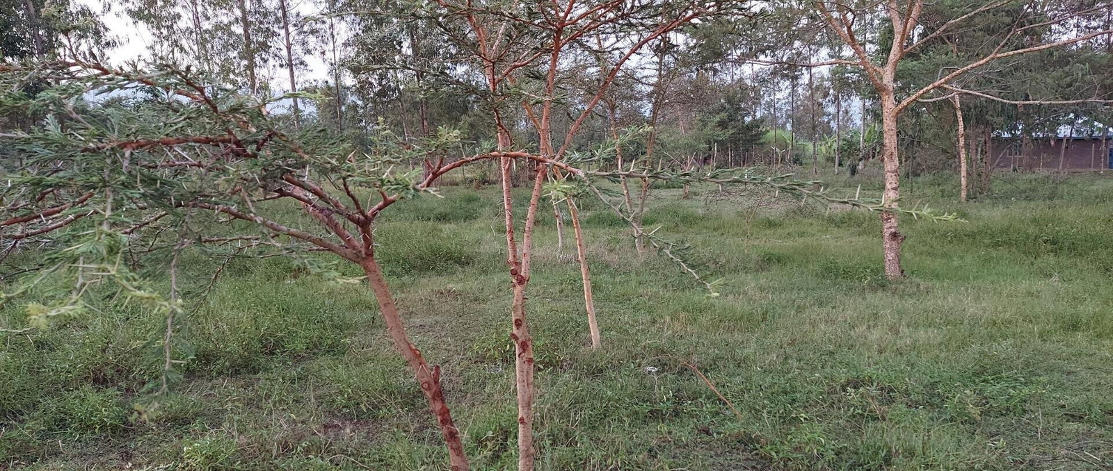 Garden Plot with Parking, KSh 2.9M