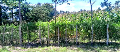 Beautiful 3 Acreas Nanyuki Behind Airstrip - Image 5