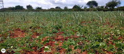 Embu County,Riachina Mbeere 2 Acres Agricultural Farm. - Image 12