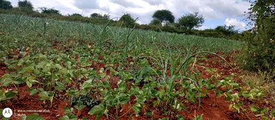 Embu County,Riachina Mbeere 2 Acres Agricultural Farm. - Image 2