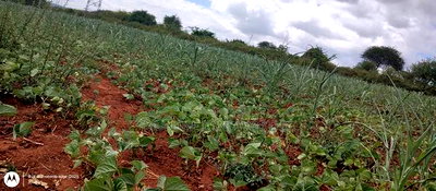 Embu County,Riachina Mbeere 2 Acres Agricultural Farm. - Image 1