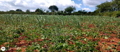Embu County,Riachina Mbeere 2 Acres Agricultural Farm. - Image 9