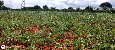 Embu County,Riachina Mbeere 2 Acres Agricultural Farm. - Image 11