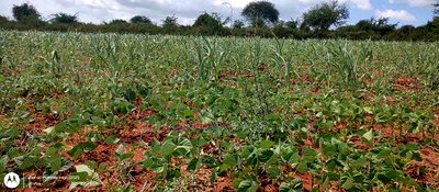 Embu County,Riachina Mbeere 2 Acres Agricultural Farm. - Image 10