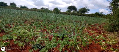Embu County,Riachina Mbeere 2 Acres Agricultural Farm. - Image 4