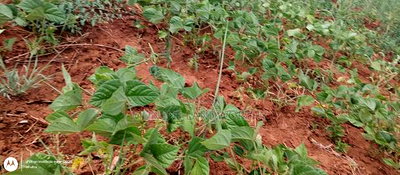 Embu County,Riachina Mbeere 2 Acres Agricultural Farm. - Image 3