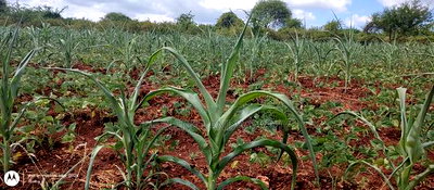Embu County,Riachina Mbeere 2 Acres Agricultural Farm. - Image 14
