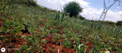 Embu County,Riachina Mbeere 2 Acres Agricultural Farm. - Image 15
