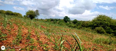 Embu County,Riachina Mbeere 2 Acres Agricultural Farm. - Image 18