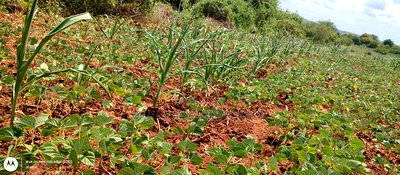 Embu County,Riachina Mbeere 2 Acres Agricultural Farm. - Image 16