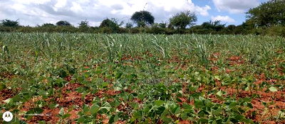 Embu County,Riachina Mbeere 2 Acres Agricultural Farm. - Image 8