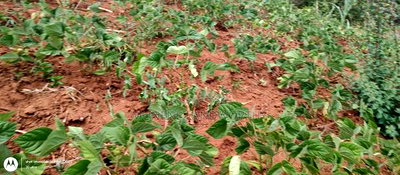 Embu County,Riachina Mbeere 2 Acres Agricultural Farm. - Image 13