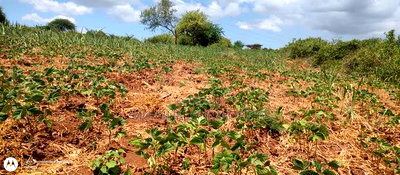 Embu County,Riachina Mbeere 2 Acres Agricultural Farm. - Image 17