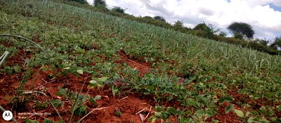 Embu County,Riachina Mbeere 2 Acres Agricultural Farm. - Image 6