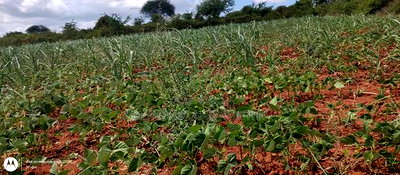 Embu County,Riachina Mbeere 2 Acres Agricultural Farm. - Image 7