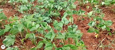 Embu County,Riachina Mbeere 2 Acres Agricultural Farm. - Image 5