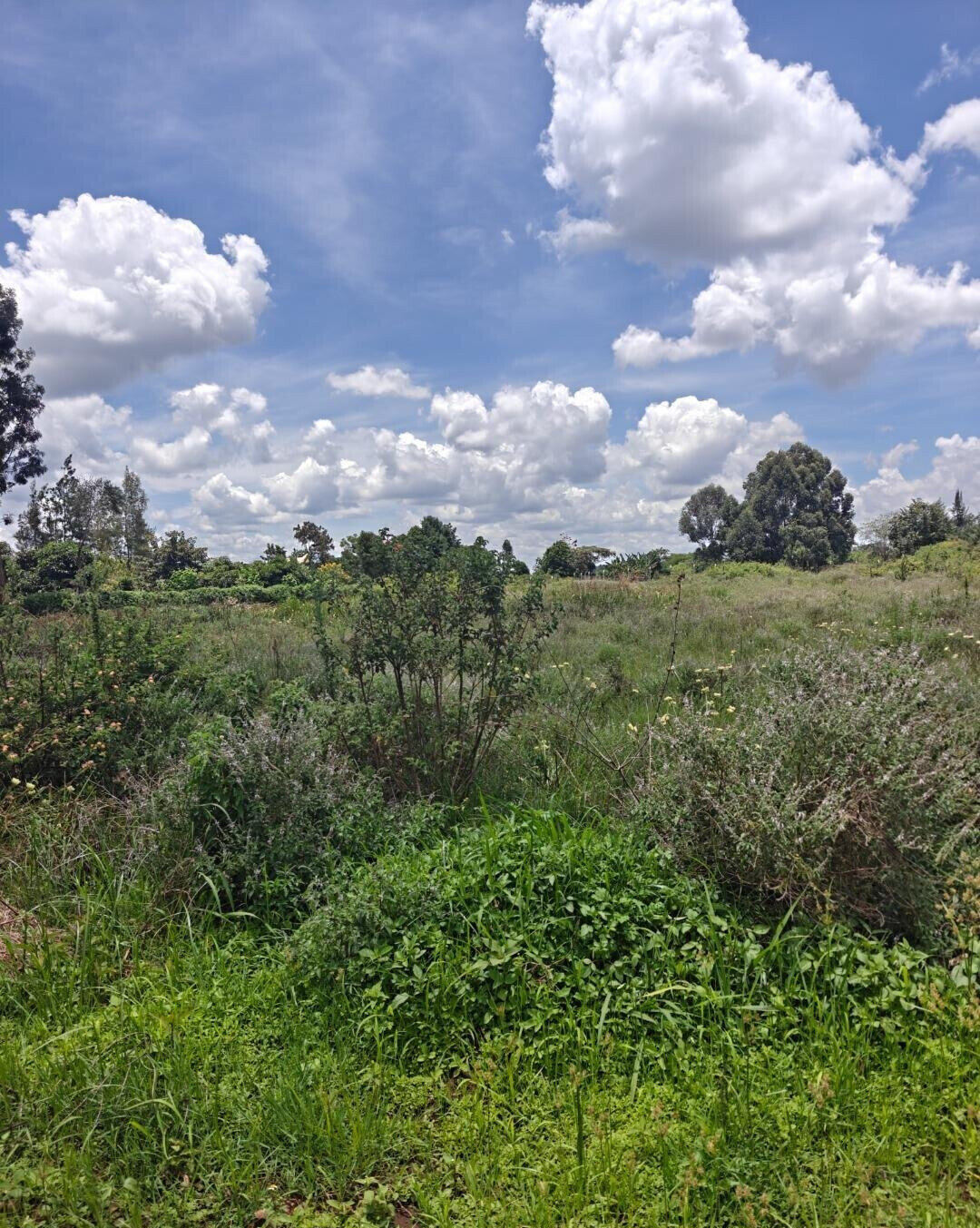 Half Acre Garden Plot in Kiambu CBD