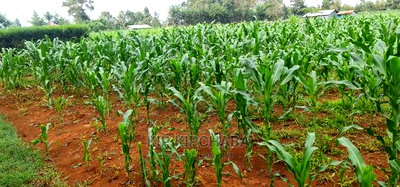 1/4 Plots for Sale Lemook Kapseret in Eldoret - Image 2