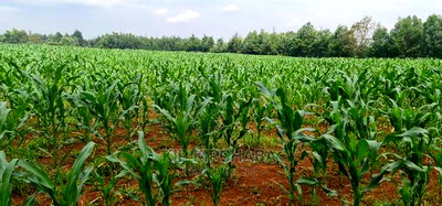 1/4 Plots for Sale Lemook Kapseret in Eldoret - Image 6