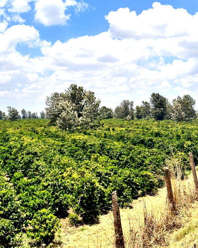 Garden Office Space for KSh 6.5M