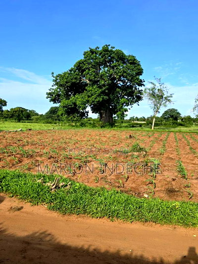 Prime 1/8th Acre Beachside Plots for Sale - Image 6