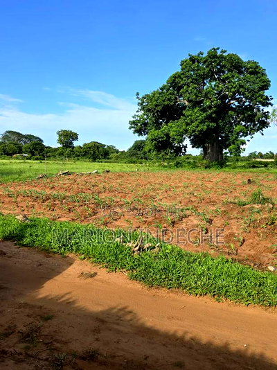 Prime 1/8th Acre Beachside Plots for Sale - Image 5