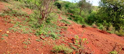 Embu,Mariari Agricultural Land Near the Road - Image 16
