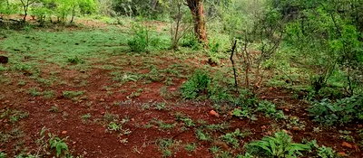 Embu,Mariari Agricultural Land Near the Road - Image 15