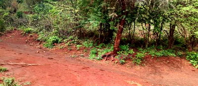 Embu,Mariari Agricultural Land Near the Road - Image 13